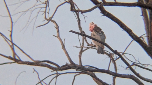 Galah