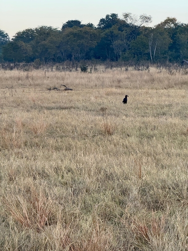 Southern Ground Hornbill