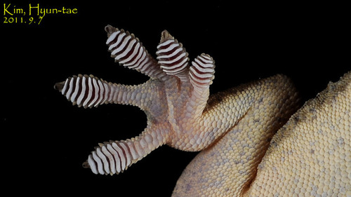 Japanese Giant Gecko