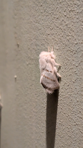 Eremaea zonospila