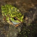 Ghats Tree Frogs - Photo (c) Benjamin Tapley, all rights reserved, uploaded by Benjamin Tapley