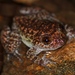 Boulenger's Narrow-eyed Frog - Photo (c) Benjamin Tapley, all rights reserved, uploaded by Benjamin Tapley