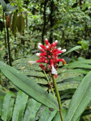 Renealmia sessilifolia Gagnep.