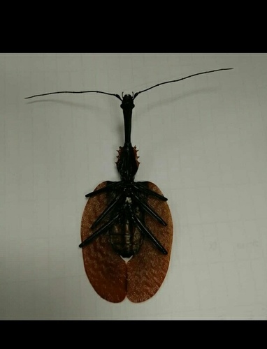 Mormolyce matejmiciaki