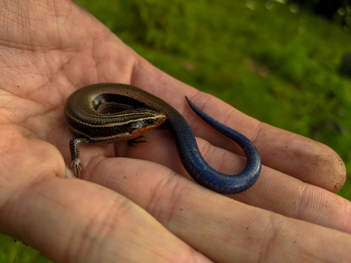 Oak Forest Skink