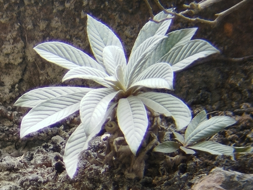Paraboea caerulescens