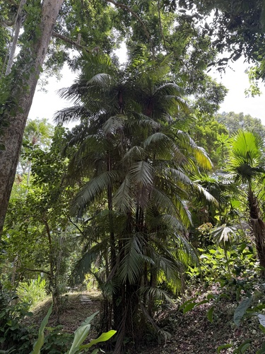 Oncosperma gracilipes