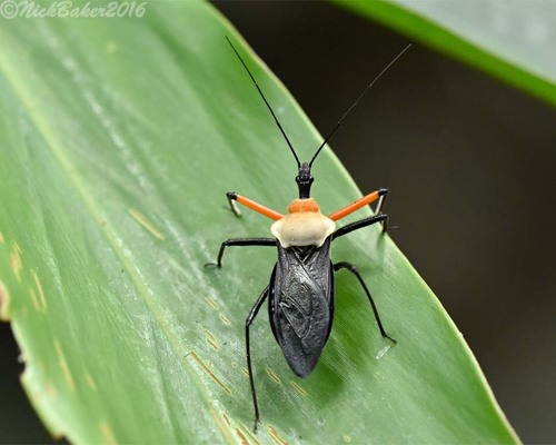 Rhynocoris nitidulus