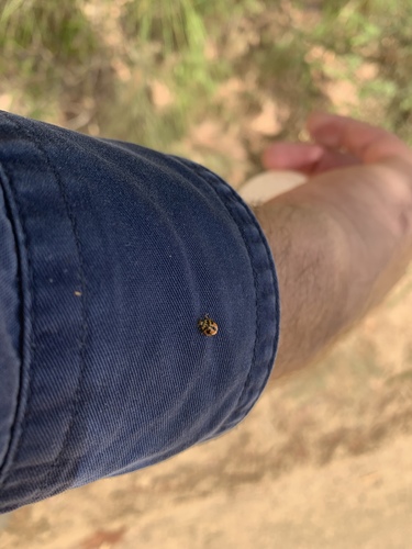 Striped Ladybird