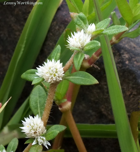 Smooth Joyweed (Alternanthera paronichyoides) · iNaturalist