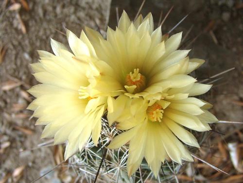 Coryphantha delaetiana