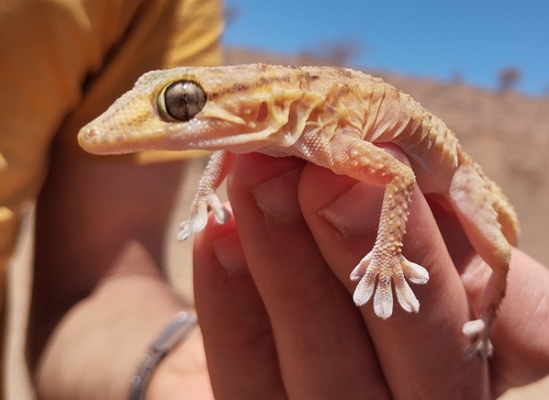 Morocco Wall Gecko