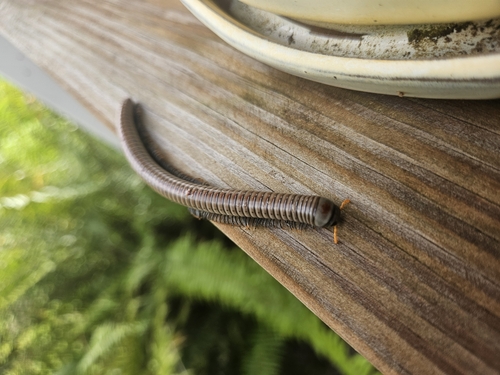Tree Millipede