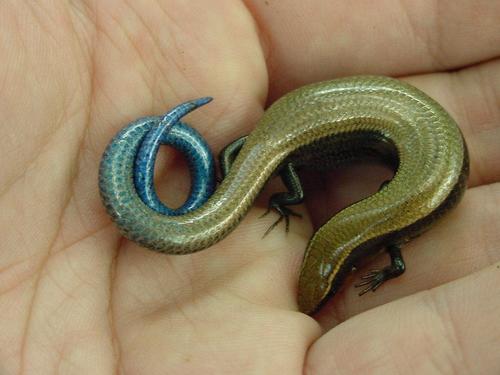 Tamaulipan Shortnose Skink
