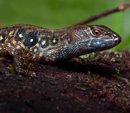 Common Stream Lizard