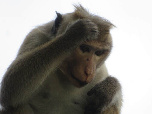 Toque Macaque