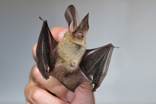 Brown Big-eared Bat