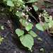 Begonia martabanica - Photo (c) Leonard Worthington, todos los derechos reservados, subido por Leonard Worthington