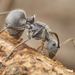 Savanna Spiny Sugar Ant - Photo (c) Philip Herbst, all rights reserved, uploaded by Philip Herbst