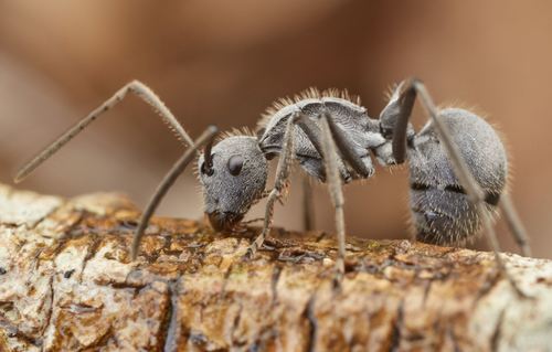 Militaris-group Spiny Sugar Ants