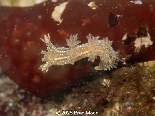 Stubby Dendronotid