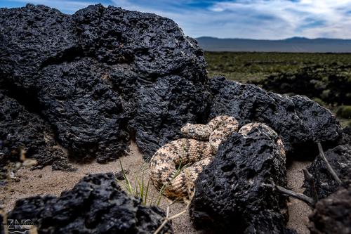 Southwestern Speckled Rattlesnake