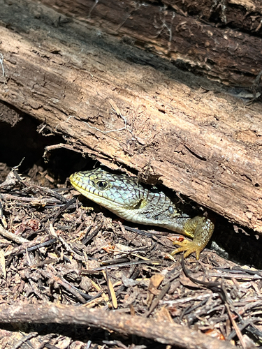 iNaturalist observation photo of Northern Alligator Lizard