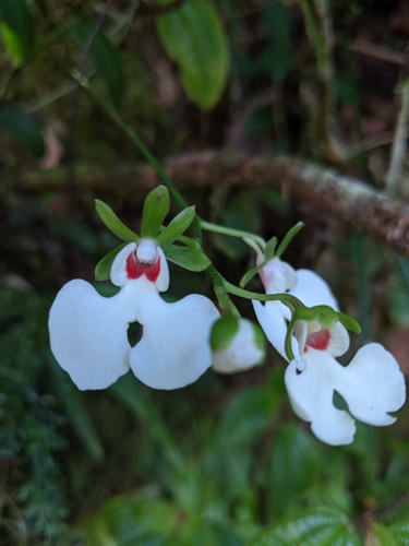 Oeonia rosea