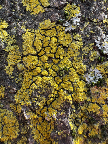 Candelaria concolor