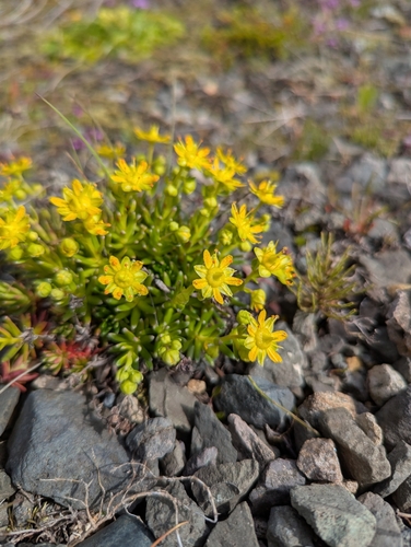Yellow Saxifrage