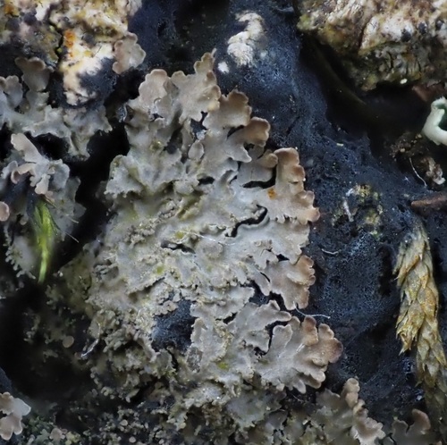 black-bordered shingle lichen
