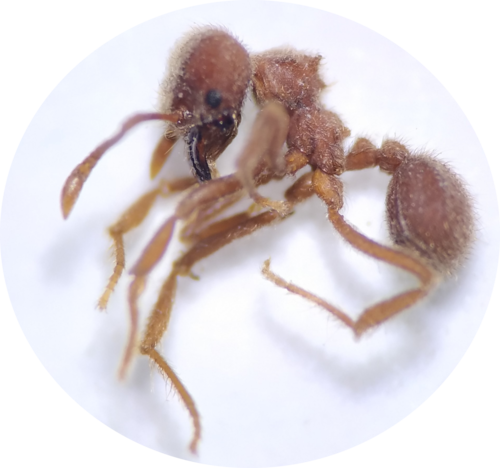 Sericomyrmex radioheadiSericomyrmex radioheadi