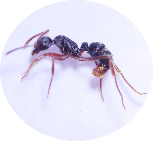 Holcoponera moelleriHolcoponera moelleri