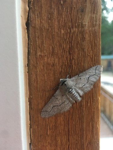 iNaturalist observation photo of Ennominae