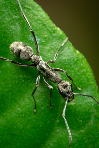 聚纹双刺猛蚁Diacamma rugosum