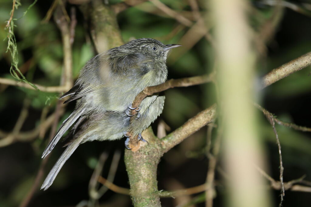 Leaden Honeyeater photo