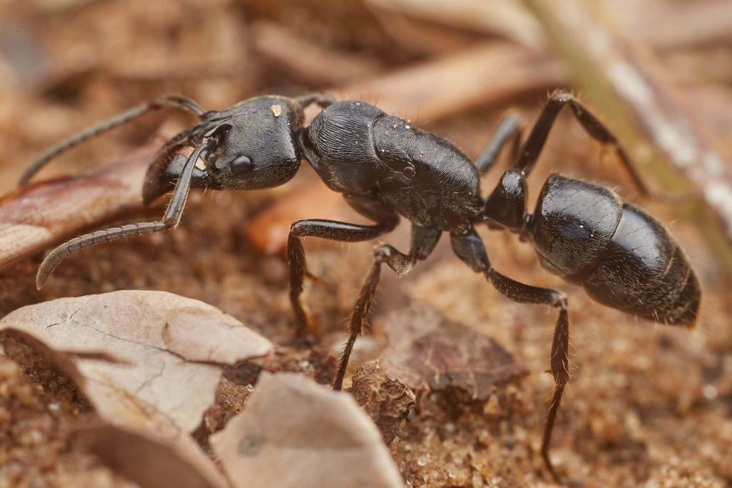 African stink ant (Paltothyreus tarsatus) · iNaturalist