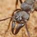 African Stink Ant - Photo (c) Philip Herbst, all rights reserved, uploaded by Philip Herbst
