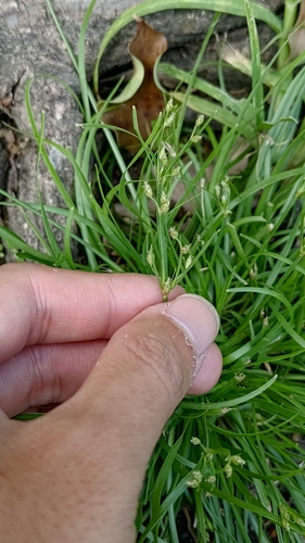 Fimbristylis alboviridis