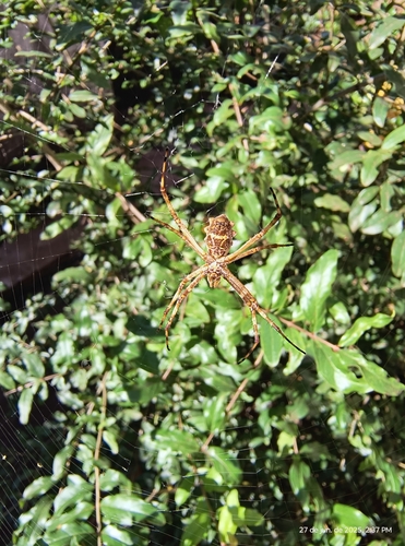 Silver Garden Orbweaver