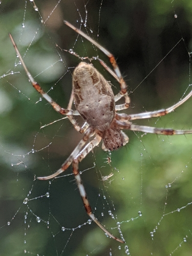 Madagascar Hermit Spider