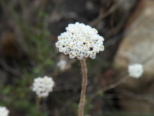 Anaxeton virgatum · iNaturalist