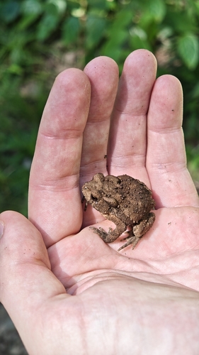 Asiatic Toad