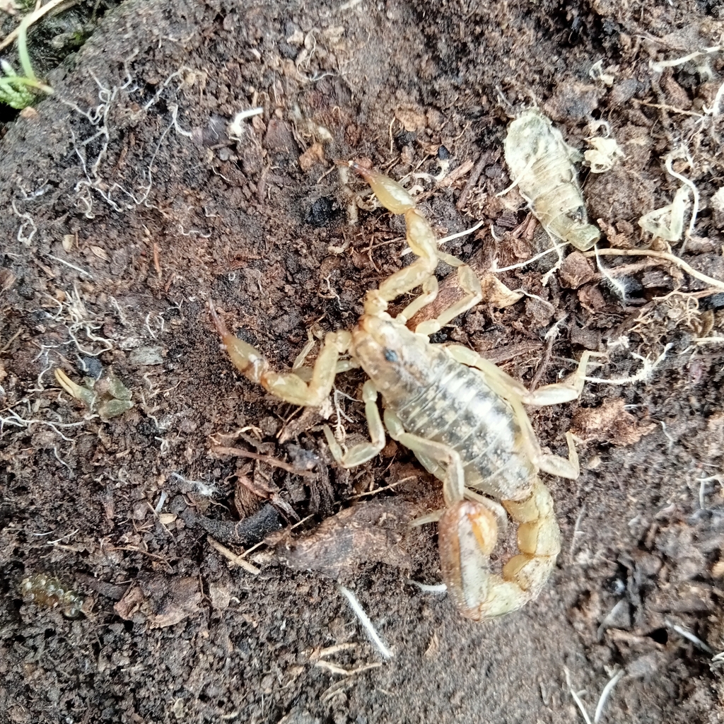 Imagen de señales de infestación de alacranes