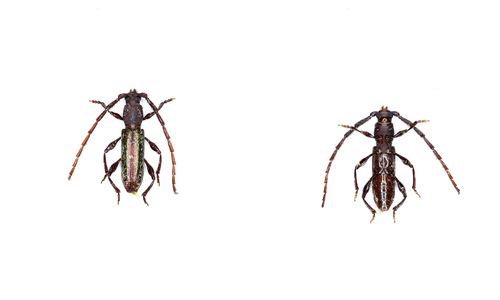 Thyellocerus fulgidipennis