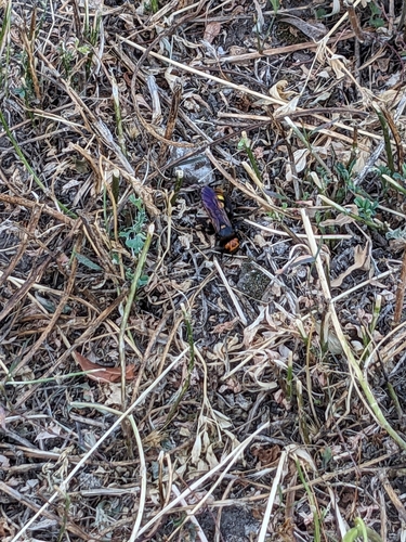 Mammoth Scoliid Wasp