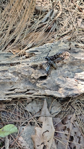 Citrus Longhorn Beetle