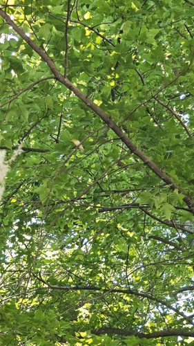 Swinhoe's White-eye