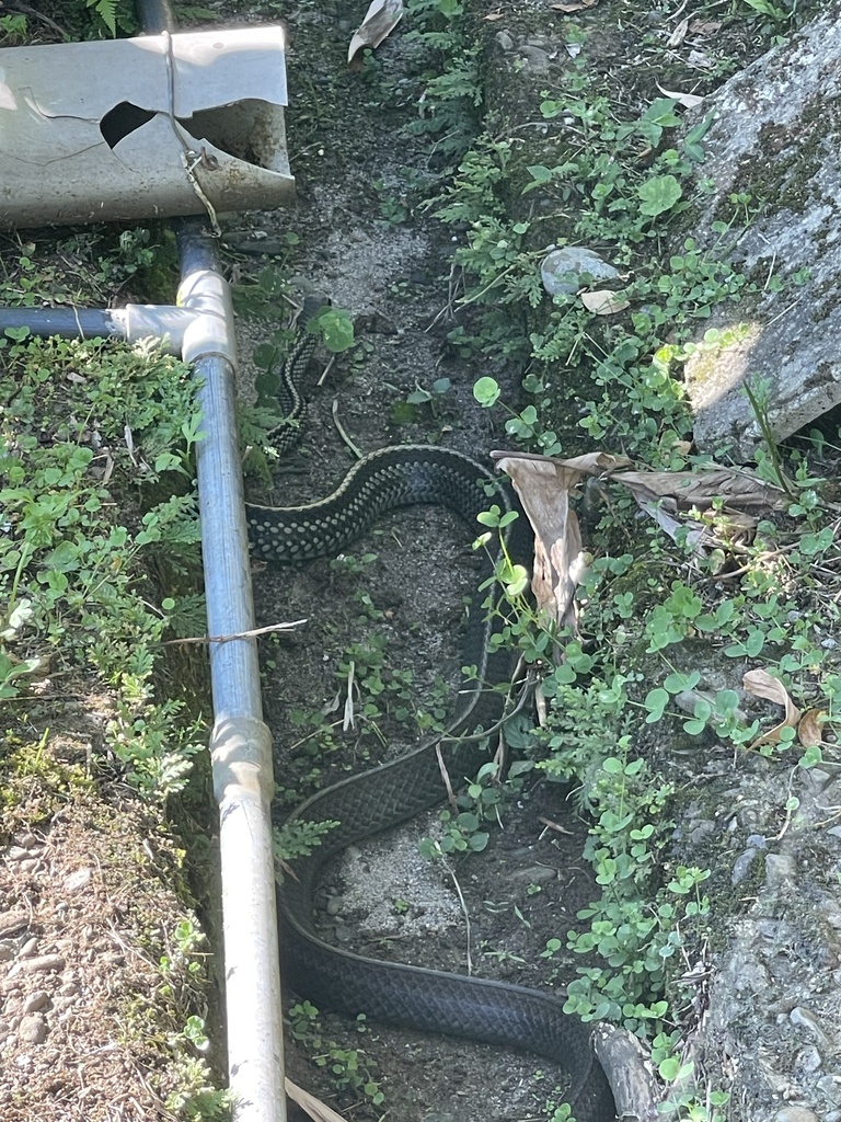 Big-Eyed Ratsnake from 臺灣島, 復興區, 桃園市, TW on July 3, 2025 at 03:48 PM by ...
