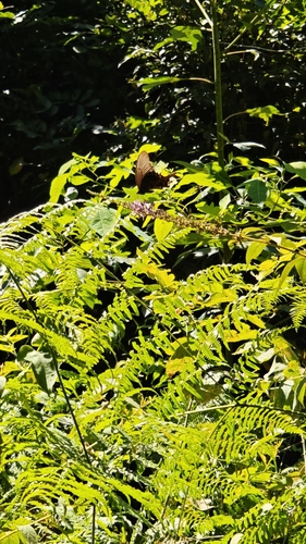 Chinese Peacock Swallowtail